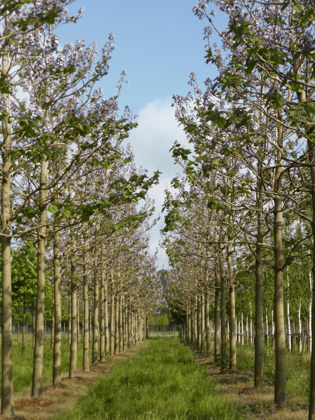 Paulownia Tree Plantation